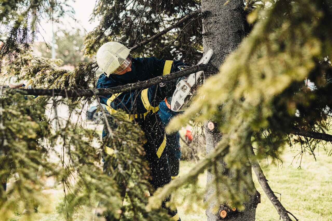 The Steps Involved in Our Tree Care Process in San Elizario, TX